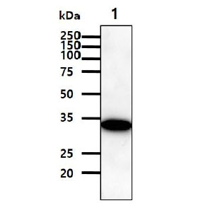 C/EBP Beta / CEBPB Antibody - The cell lysates (40ug) were resolved by SDS-PAGE, transferred to PVDF membrane and probed with anti-human  C/EBP-ß antibody (1:1000). Proteins were visualized using a goat anti-mouse secondary antibody conjugated to HRP and an ECL detection system.Lane 1.: 293T cell lysate