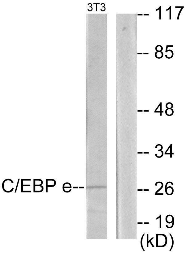 C/EBP Epsilon / CEBPE Antibody - Western blot analysis of lysates from NIH/3T3 cells, using CEBPE Antibody. The lane on the right is blocked with the synthesized peptide.