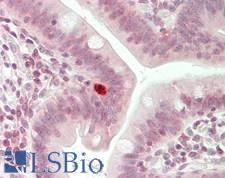 c-Maf Antibody - Human Small Intestine: Formalin-Fixed, Paraffin-Embedded (FFPE)