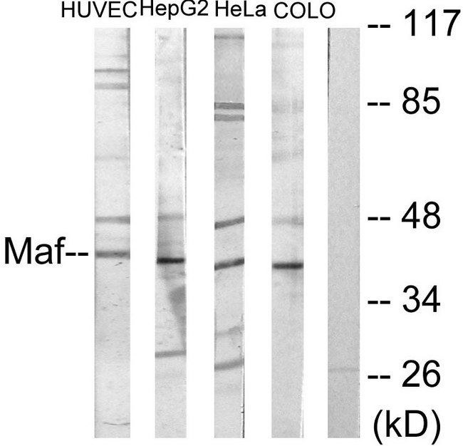 c-Maf Antibody - Western blot analysis of lysates from HUVEC, HepG2, HeLa, and COLO205 cells, using Maf Antibody. The lane on the right is blocked with the synthesized peptide.