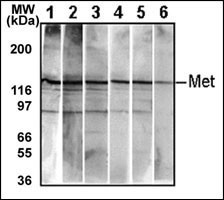 c-Met Antibody - Detection of endogenous Met in HepG2 cell line. 10 ug/lane of HepG2 cell lysate was used to examine the expression of human Met. Lanes 1-5 represent different anti-Met monoclonal antibodies. Lane 6 represents auto-phosphorylated-Met in HepG2 cell line detected by anti-phospho-Met antibody.