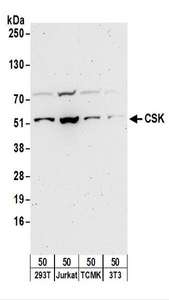 c-Src Kinase / CSK Antibody - Detection of Human and Mouse CSK by Western Blot. Samples: Whole cell lysate (50 ug) from 293T, Jurkat, mouse TCMK-1, and mouse NIH3T3 cells. Antibodies: Affinity purified rabbit anti-CSK antibody used for WB at 0.1 ug/ml. Detection: Chemiluminescence with an exposure time of 3 minutes.
