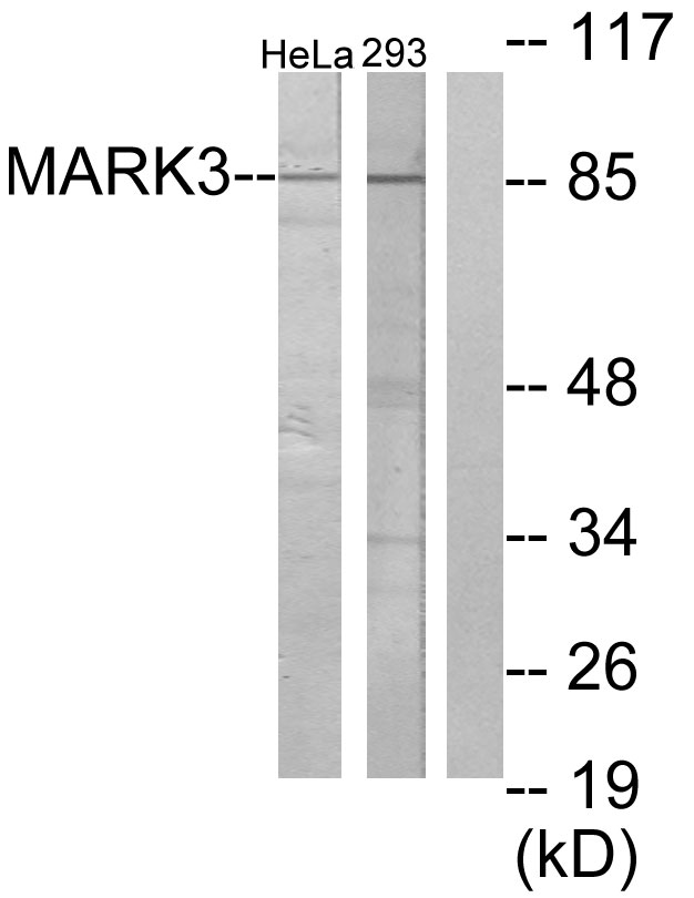 C-TAK1 / MARK3 Antibody - Western blot analysis of lysates from HeLa and 293 cells, using MARK3 Antibody. The lane on the right is blocked with the synthesized peptide.