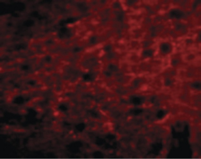C13orf34 / BORA Antibody - Immunofluorescence of Bora in Mouse Brain cells with Bora antibody at 20 ug/ml.