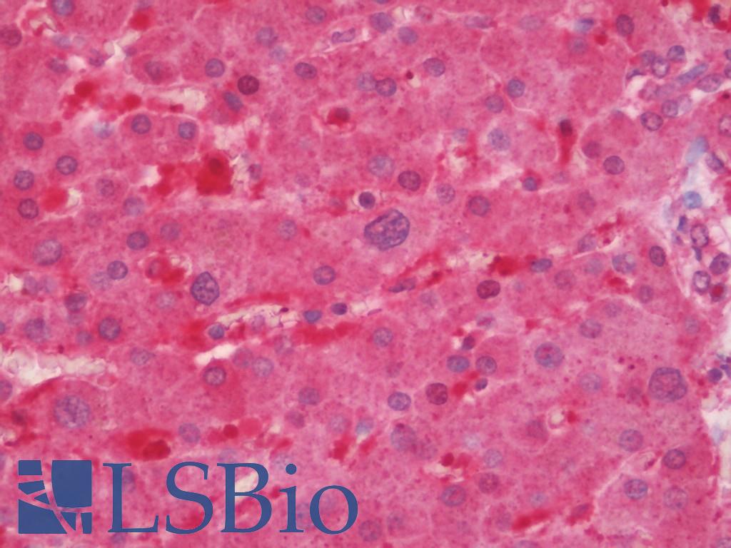 C14orf2 Antibody - Anti-C14orf2 antibody IHC staining of human liver. Immunohistochemistry of formalin-fixed, paraffin-embedded tissue after heat-induced antigen retrieval. Antibody concentration 10 ug/ml.  This image was taken for the unconjugated form of this product. Other forms have not been tested.