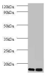 C14orf2 Antibody - Western blot All lanes: 6.8 kDa mitochondrial proteolipid antibody at 2µg/ml Lane 1: EC109 whole cell lysate Lane 2: 293T whole cell lysate Secondary Goat polyclonal to rabbit IgG at 1/15000 dilution Predicted band size: 7, 9 kDa Observed band size: 7 kDa