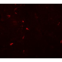 C1orf187 / DRAXIN Antibody - Immunofluorescence of NEUCRIN in mouse brain tissue with NEUCRIN antibody at 20 µg/mL.