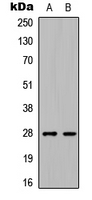 C1QL3 Antibody - Western blot analysis of C1QL3 expression in HEK293T (A); Raw264.7 (B) whole cell lysates.