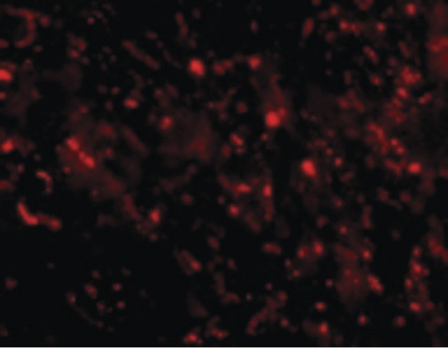 C1QTNF3 / CTRP3 Antibody - Immunofluorescence of CTRP3 in Mouse Heart cells with CTRP3 antibody at 10 ug/ml.