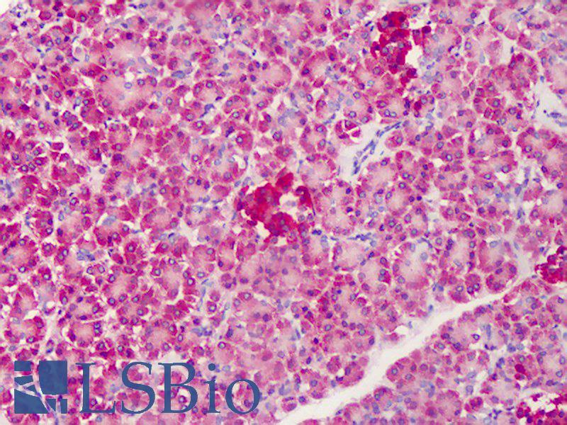 C1QTNF4 / CTRP4 Antibody - Anti-C1QTNF4 / CTRP4 antibody IHC of human pancreas. Immunohistochemistry of formalin-fixed, paraffin-embedded tissue after heat-induced antigen retrieval. Antibody concentration 5 ug/ml.