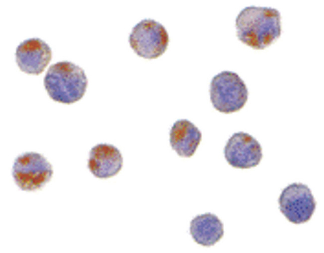 C1QTNF6 / CTRP6 Antibody - Immunocytochemistry of CTRP6 in HeLa cells with CTRP6 antibody at 10 ug/ml.