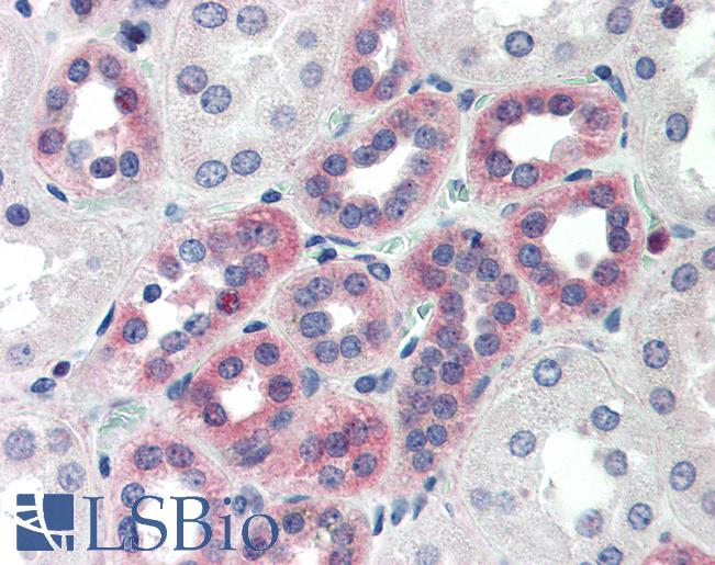 C1QTNF6 / CTRP6 Antibody - Anti-C1QTNF6 / CTRP6 antibody IHC of human kidney. Immunohistochemistry of formalin-fixed, paraffin-embedded tissue after heat-induced antigen retrieval. Antibody concentration 10 ug/ml.