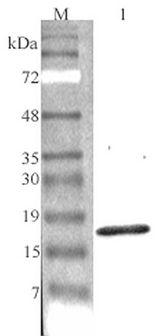 C1QTNF7 / CTRP7 Antibody - Western blot analysis using anti-CTRP7 (GD) (human), pAb at 1:4000 dilution. 1: Human CTRP5 (GD) (His-tagged).