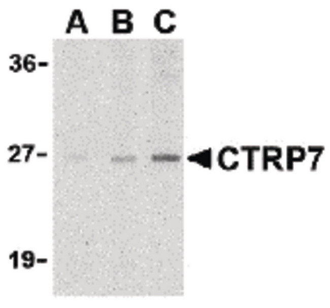 C1QTNF7 / CTRP7 Antibody - Western blot of CTRP7 in 3T3 cell lysate with CTRP7 antibody at (A) 1, (B) 2, and (C) 4 ug/ml.