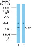 C5AR2 / GPR77 / C5L2 Antibody - Western blot ofugPR77 in human testis?cell lysate in the 1) absence and 2) presence of immunizing peptide using antibody at 0.5 ug/ml.