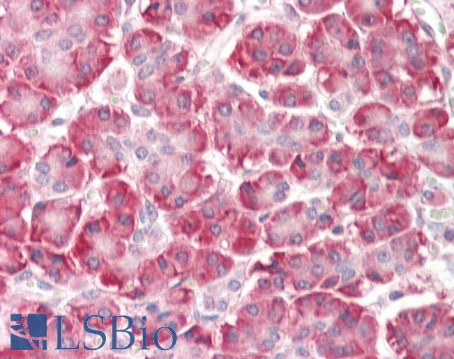 C9orf116 Antibody - Anti-C9orf116 antibody IHC staining of human pancreas. Immunohistochemistry of formalin-fixed, paraffin-embedded tissue after heat-induced antigen retrieval.