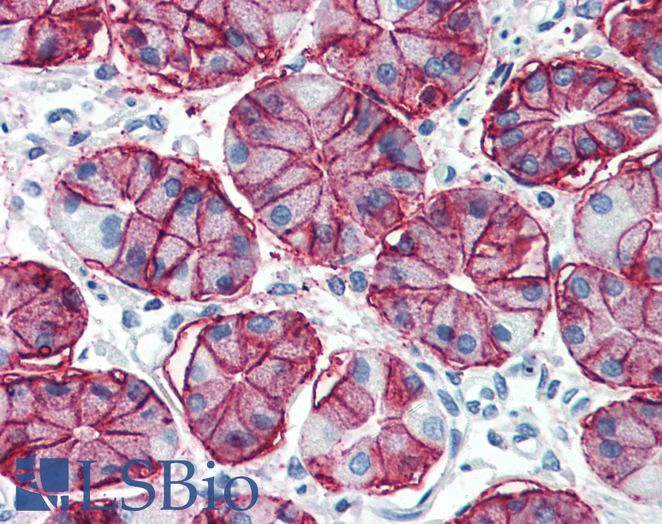 CA9 / Carbonic Anhydrase IX Antibody - Anti-CA9 / Carbonic Anhydrase IX antibody IHC of human stomach. Immunohistochemistry of formalin-fixed, paraffin-embedded tissue after heat-induced antigen retrieval. Antibody concentration 0.625 ug/ml. This image was taken for the unconjugated form of this product. Other forms have not been tested.