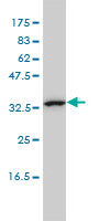 CAB39L Antibody - CAB39L monoclonal antibody, clone 3B11-1A4 Western blot of CAB39L expression in K-562.