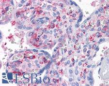 CAB39L Antibody - Anti-CAB39L antibody IHC of human placenta. Immunohistochemistry of formalin-fixed, paraffin-embedded tissue after heat-induced antigen retrieval. Antibody concentration 10 ug/ml.
