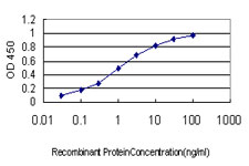 CACNB2 Antibody - Detection limit for recombinant GST tagged CACNB2 is approximately 0.1 ng/ml as a capture antibody.