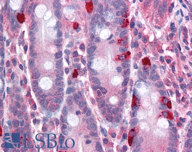 CADPS Antibody - Anti-CADPS antibody IHC of human small intestine. Immunohistochemistry of formalin-fixed, paraffin-embedded tissue after heat-induced antigen retrieval. Antibody concentration 5 ug/ml.