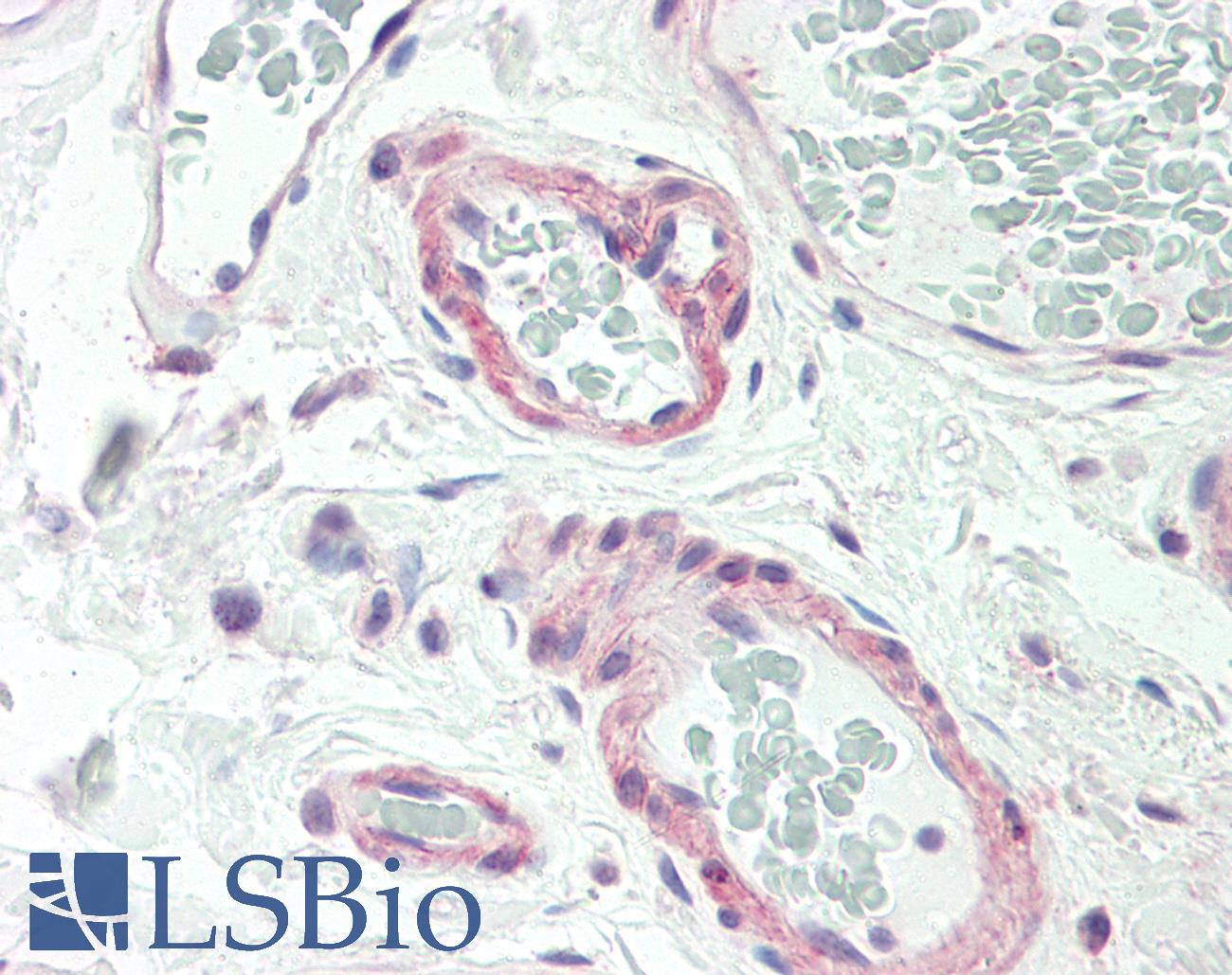CALCR / Calcitonin Receptor Antibody - Anti-CALCR / Calcitonin Receptor antibody IHC staining of human colon, vessels. Immunohistochemistry of formalin-fixed, paraffin-embedded tissue after heat-induced antigen retrieval. Antibody dilution 1:50.