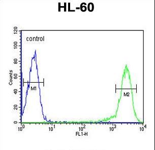 CALCR / Calcitonin Receptor Antibody - CALCR Antibody flow cytometry of HL-60 cells (right histogram) compared to a negative control cell (left histogram). FITC-conjugated goat-anti-rabbit secondary antibodies were used for the analysis.