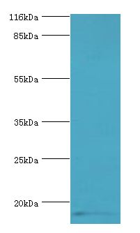 CALML5 Antibody - Western blot. All lanes: CALML5 antibody at 2 ug/ml+A431 whole cell lysate. Secondary antibody: Goat polyclonal to rabbit at 1:10000 dilution. Predicted band size: 16 kDa. Observed band size: 16 kDa.  This image was taken for the unconjugated form of this product. Other forms have not been tested.