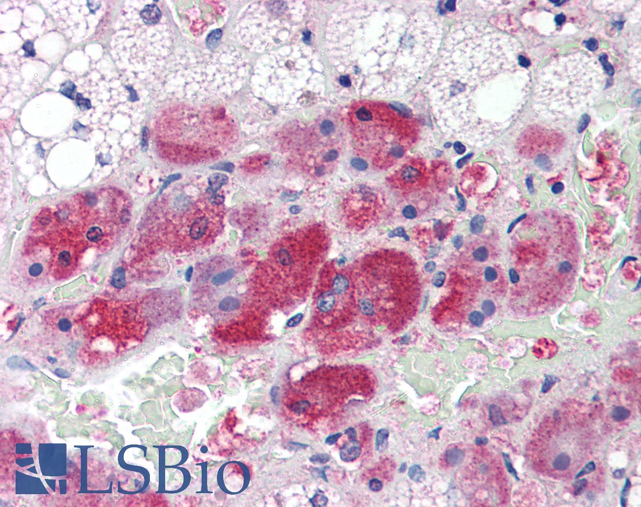 Calmodulin Antibody - Anti-Calmodulin antibody IHC of human adrenal. Immunohistochemistry of formalin-fixed, paraffin-embedded tissue after heat-induced antigen retrieval. Antibody concentration 10 ug/ml.