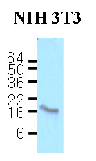 Calmodulin Antibody - Cell lysates of NIH3T3 (50 ug) were resolved by SDS-PAGE, transferred to NC membrane and probed with anti-human Calmodulin (1:500). Proteins were visualized using a goat anti-mouse secondary antibody conjugated to HRP and an ECL detection system.