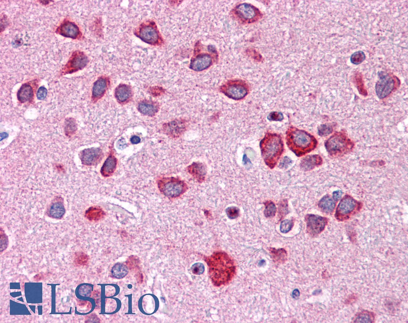 Calneuron-1 / CALN1 Antibody - Anti-CALN1 / Calneuron-1 antibody IHC of human brain, cortex. Immunohistochemistry of formalin-fixed, paraffin-embedded tissue after heat-induced antigen retrieval. Antibody concentration 2.5 ug/ml.