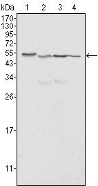 CALR3 Antibody - Western blot using Calreticulin mouse monoclonal antibody against HeLa (1), A549 (2), NTERA2 (3) and MCF-7 (4) cell lysate.