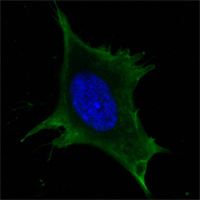 CALR3 Antibody - Confocal immunofluorescence of 3T3-L1 cells using Calreticulin mouse monoclonal antibody(green). Blue: DRAQ5 fluorescent DNA dye.