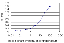 CAMK2B / CaMKII Beta Antibody - Detection limit for recombinant GST tagged CAMK2B is approximately 0.3 ng/ml as a capture antibody.