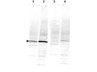 CAMK4 / CaMK IV Antibody - Anti-CaM Kinase IV Antibody - Western Blot. Western blot of Anti-CaM Kinase IV antibody shows detection of a band ~52 kD corresponding to CaM Kinase IV (arrowhead) in various preparations: lane 1 - rat brain lysate, lane 2 - Jurkat cell lysate. Specific reactivity is blocked in both lysates when antibody is preincubated with immunizing peptide (lanes 3 and 4 respectively). Approximately 35 ug of each lysate was separated by 4-20% SDS-PAGE and transferred onto nitrocellulose. CaM Kinase IV was similarly detected on lysates from mouse brain (not shown). After blocking the membrane was probed with the primary antibody diluted to 1:1000 for 2h at room temperature followed by washes and reaction with a 1:10000 dilution of IRDye800 conjugated Gt-a-Rabbit IgG [H&L] MX ( for 45 min at room temperature. IRDye800 fluorescence image was captured using the Odyssey Infrared Imaging System developed by LI-COR. IRDye is a trademark of LI-COR, Inc.