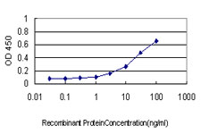 CAMKK1 Antibody - Detection limit for recombinant GST tagged CAMKK1 is approximately 1 ng/ml as a capture antibody.
