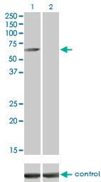 CAMKK1 Antibody - Western blot of CAMKK1 over-expressed 293 cell line, cotransfected with CAMKK1 Validated Chimera RNAi (Lane 2) or non-transfected control (Lane 1). Blot probed with CAMKK1 monoclonal antibody clone 1F6. GAPDH (36.1 kD) used as control.