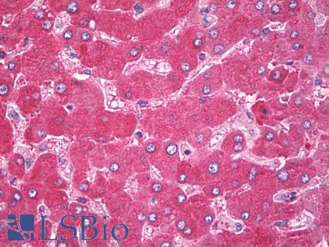 CANX / Calnexin Antibody - Anti-Calnexin antibody IHC of human liver. Immunohistochemistry of formalin-fixed, paraffin-embedded tissue after heat-induced antigen retrieval. Antibody dilution 1:200.