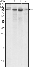 CANX / Calnexin Antibody - Western blot using Calnexin mouse monoclonal antibody against A431 (1), HeLa (2), MCF-7 (3) and A549 (4) cell lysate.