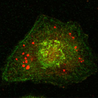 CANX / Calnexin Antibody - Confocal immunofluorescence of HeLa cells using Calnexin mouse monoclonal antibody (green).