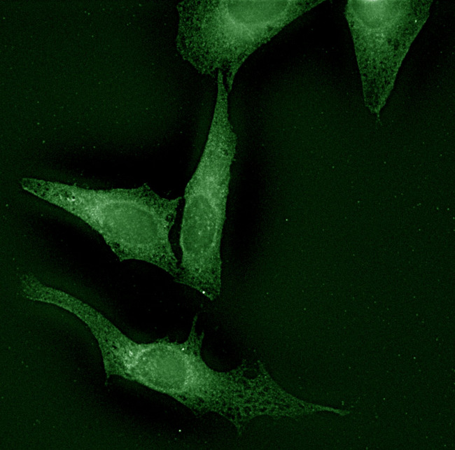 CANX / Calnexin Antibody - Calnexin-NT visualized using CANX / Calnexin antibody, tested on HeLa cells.
