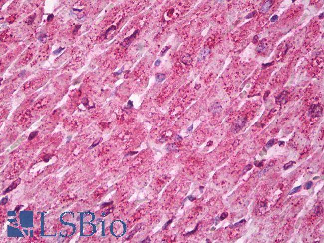 CANX / Calnexin Antibody - Anti-Calnexin antibody IHC of human heart. Immunohistochemistry of formalin-fixed, paraffin-embedded tissue after heat-induced antigen retrieval. Antibody dilution 1:200.