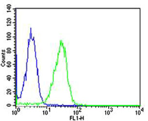 CAPN1 / Calpain 1 Antibody - Flow cytometric of HeLa cells with CAPN1 Antibody (green) compared to an isotype control of mouse IgG1 (blue). Antibody was diluted at 1:25 dilution. An Alexa Fluor 488 goat anti-mouse lgG at 1:400 dilution was used as the secondary antibody.