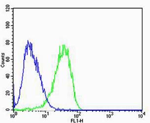 CAPN2 / Calpain 2 / M-Calpain Antibody - Flow cytometric of U-87 MG cells with CAPN2 Antibody (green) compared to an isotype control of mouse IgG2b (blue). Antibody was diluted at 1:100 dilution. An Alexa Fluor 488 goat anti-mouse lgG at 1:400 dilution was used as the secondary antibody.
