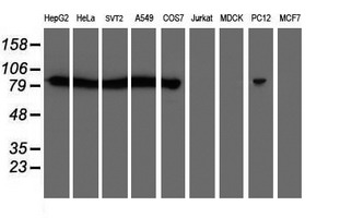 CAPN2 / Calpain 2 / M-Calpain Antibody - Western blot of extracts (35ug) from 9 different cell lines by using anti-CAPN2 monoclonal antibody (HepG2: human; HeLa: human; SVT2: mouse; A549: human; COS7: monkey; Jurkat: human; MDCK: canine; PC12: rat; MCF7: human).