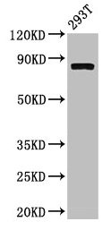 CAPN2 / Calpain 2 / M-Calpain Antibody - Western Blot Positive WB detected in: 293T whole cell lysate All lanes: CAPN2 antibody at 3.4µg/ml Secondary Goat polyclonal to rabbit IgG at 1/50000 dilution Predicted band size: 80, 72 kDa Observed band size: 80 kDa