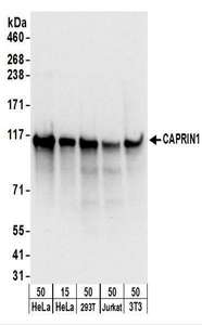 CAPRIN1 Antibody - Detection of Human and Mouse CAPRIN1 by Western Blot. Samples: Whole cell lysate from HeLa (15 and 50 ug), 293T (50 ug), Jurkat (50 ug), and mouse NIH3T3 (50 ug) cells. Antibodies: Affinity purified rabbit anti-CAPRIN1 antibody used for WB at 0.1 ug/ml. Detection: Chemiluminescence with an exposure time of 3 seconds.