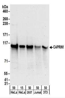 CAPRIN1 Antibody - Detection of Human and Mouse CAPRIN1 by Western Blot. Samples: Whole cell lysate from HeLa (15 and 50 ug), 293T (50 ug), Jurkat (50 ug), and mouse NIH3T3 (50 ug) cells. Antibodies: Affinity purified rabbit anti-CAPRIN1 antibody used for WB at 0.1 ug/ml. Detection: Chemiluminescence with an exposure time of 30 seconds.