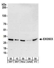 CAPRIN1 Antibody - Detection of human and mouse EXOSC3 by western blot. Samples: Whole cell lysate from HEK293T (15 and 50 µg), HeLa (50µg), Jurkat (50µg), and mouse NIH 3T3 (50µg) cells. Antibodies: Affinity purified rabbit anti-EXOSC3 antibody used for WB at 0.1 µg/ml. Detection: Chemiluminescence with an exposure time of 30 seconds.
