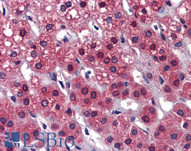 CAPS2 Antibody - Anti-CAPS2 antibody IHC of human adrenal. Immunohistochemistry of formalin-fixed, paraffin-embedded tissue after heat-induced antigen retrieval. Antibody concentration 5 ug/ml.